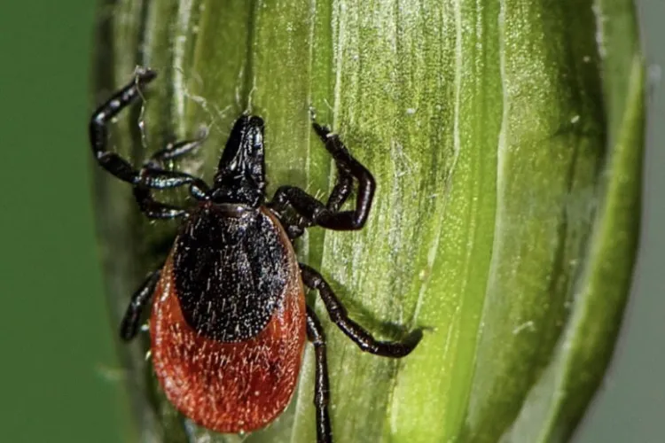 Studiu despre căpușele din Cluj-Napoca. Zona urbană e un habitat excelent. Ce sfaturi au specialiștii USAMV Cluj-Napoca