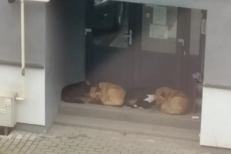 Pivariu: ”Nu putem avea un Florești digitalizat și caii pe stradă”. Ce se va face cu animalele fără stăpân   