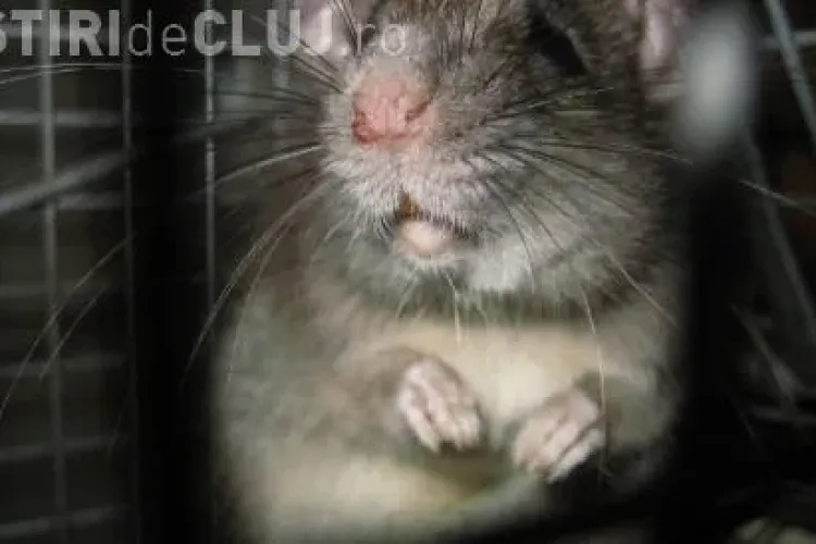 Sobolan filmat la resedinta premierului britanic! VEZI VIDEO