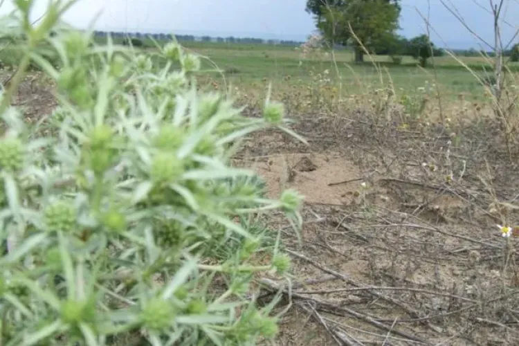 Taranii care nu isi muncesc pamantul platesc o taxa de 400 de lei la hectar!