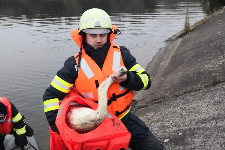 Lebădă salvată de pompierii clujeni din lacul de la Florești - FOTO