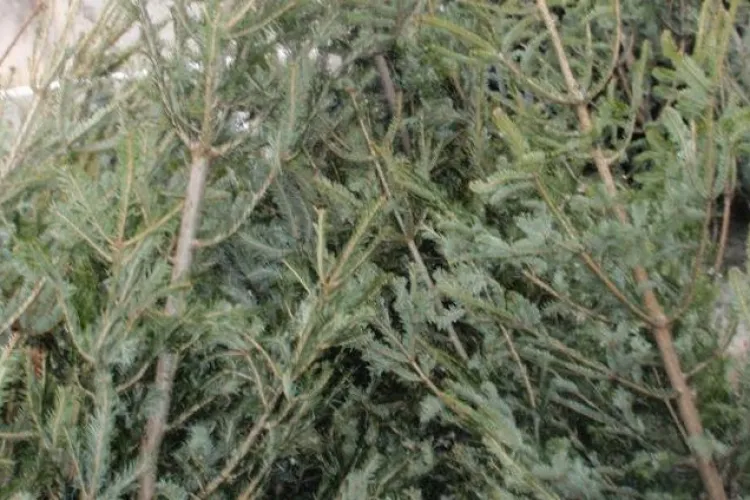 Sute de kilograme de cetină de brad confiscată la Cluj