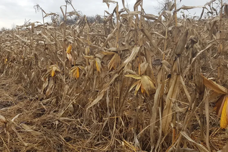Clujenii au ajuns să nu mai culeagă porumbul de pe câmp! Nu mai rentează agricultura? - VIDEO
