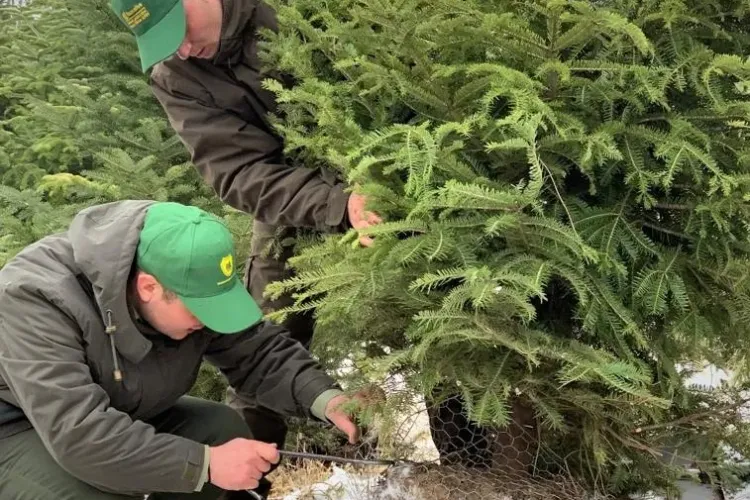 Romsilva scoate la vânzare peste 42.000 de pomi de Crăciun. La ce preț se vând și de unde pot fi cumpărați