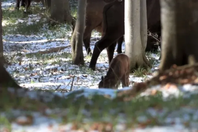 Primul pui de zimbru născut în Munții Făgăraș. E o premieră - VIDEO