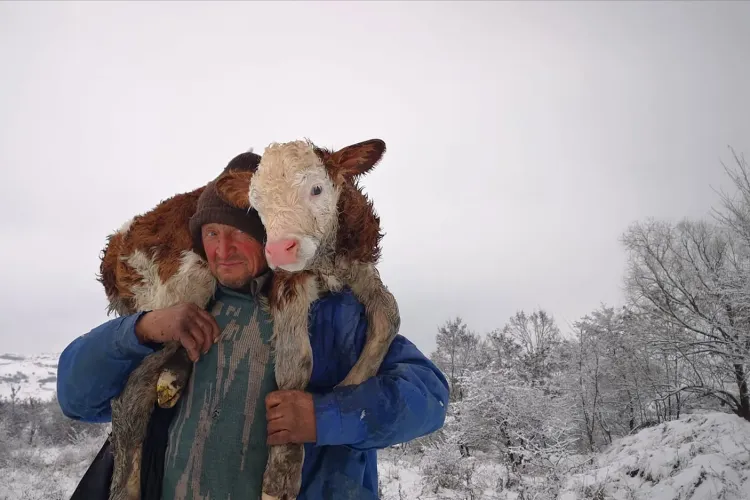 Povestea tristă a unui văcar de lângă Cluj-Napoca. A fost fericit că a recuperat vițelul fătat între troiene - VIDEO   