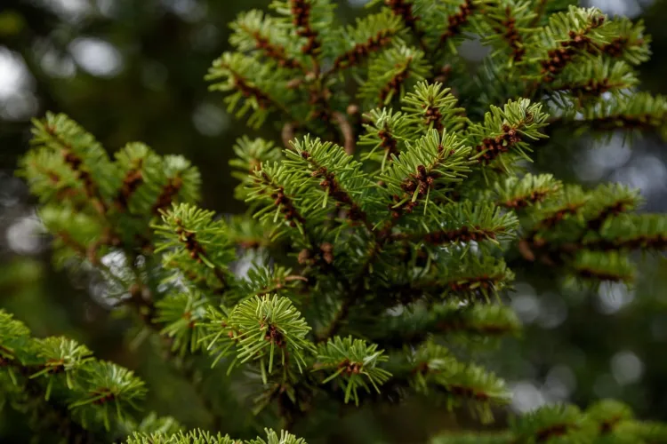 Campanie de colectare a brazilor la Florești, după sărbătorile de iarnă