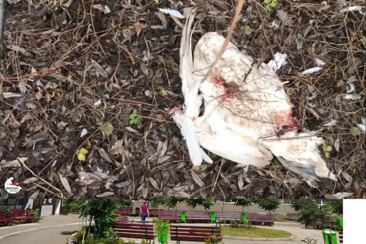 Lebedele de pe lacul Gilău, vânate și otrăvite - VIDEO