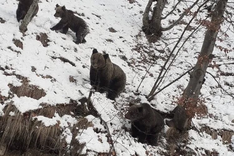 Drumarii, ”supravegheați” de o familie de urși pe Transfăgărășan - FOTO