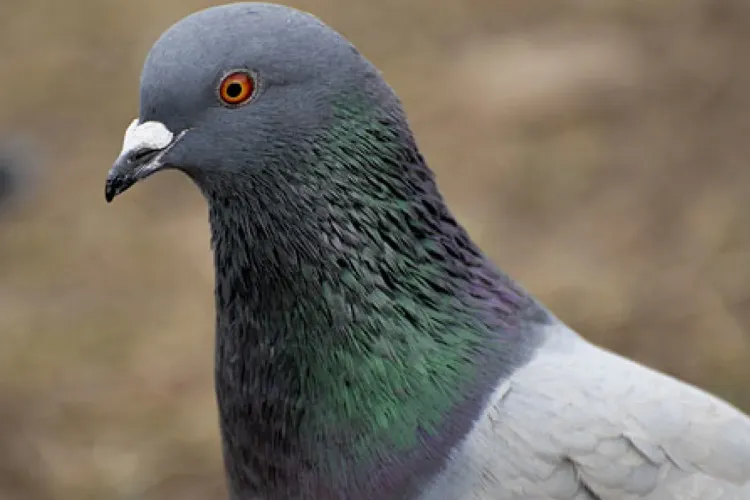 Un porumbel a supraviețuit unei călătorii extraordinare de 13.000 de kilometri! Acum, autoritățile din Australia, vor să-l OMOARE