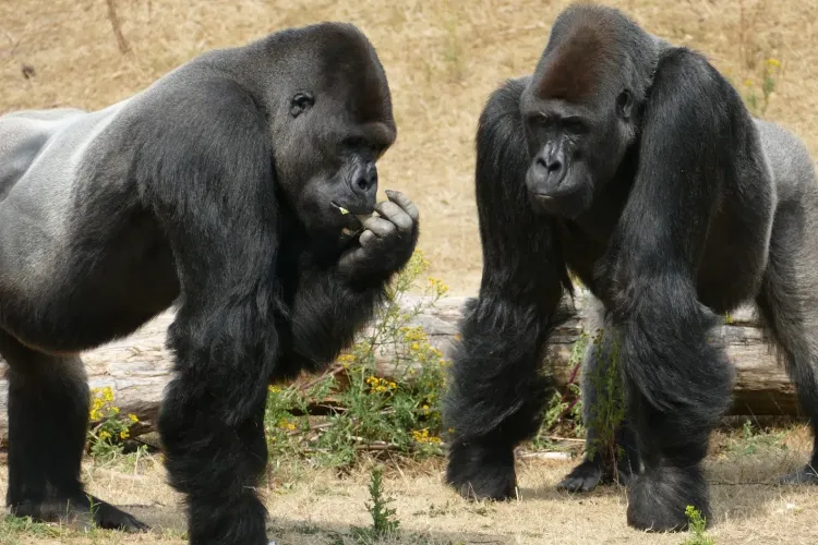 Două gorile de la o grădină zoologică, testate pozitiv cu noul coronavirus