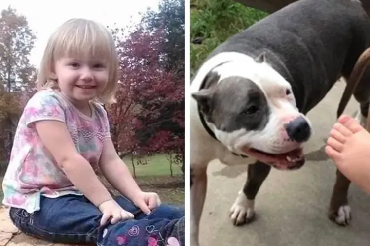 O fetiță dispărută timp de două zile s-a întors acasă teafără. Pitbull-ul ei a protejat-o zi și noapte