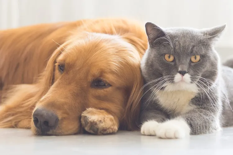 Cele mai bune animale de companie pentru apartament