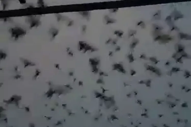 Clujenii speriați de ”asaltul” ciorilor deasupra orașului - VIDEO