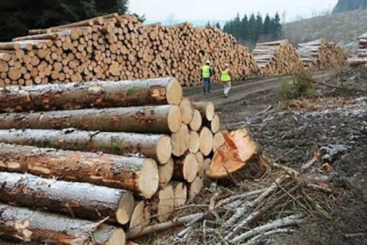 Hoți de lemne prinși la Călățele. Polițiștii le-au făcut dosare penale