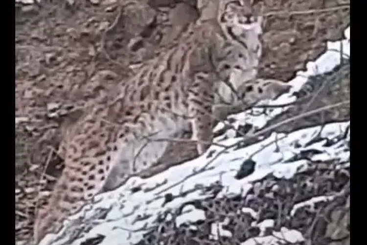 Râs filmat la Valea Ierii, județul Cluj! Imaginile surprinse cu telefonul sunt rare - VIDEO   