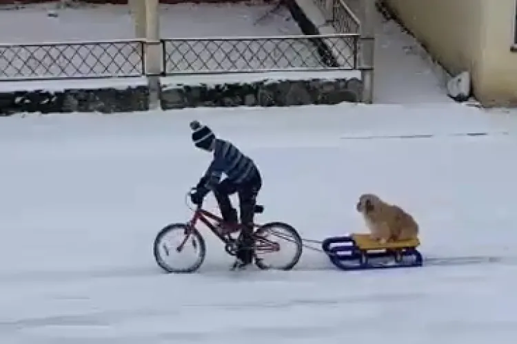 Imaginea zilei la Cluj: Un copil pe bicicleta își plimbă câinele cu sania - VIDEO  