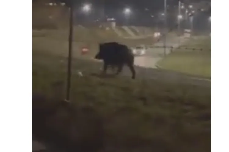Un porc mistreț a terorizat floreștenii din zona VIVO! Poliția locală e în alertă - VIDEO