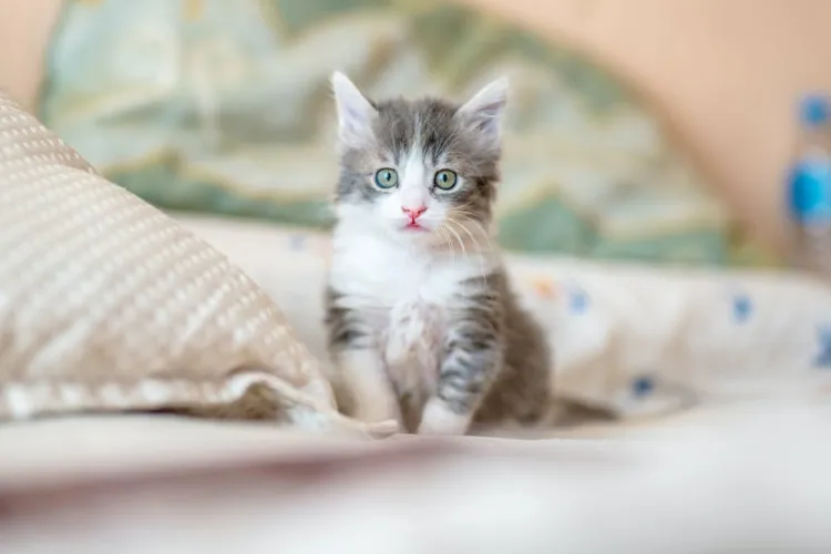 Pompierii au coborât 18 metri într-o fântână pentru a salva viața unei pisici