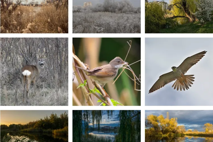 Parcul Est este rampă de gunoi pentru RADP Cluj.  Ecologiștii clujeni cer de urgență deschiderea parcului Est - FOTO