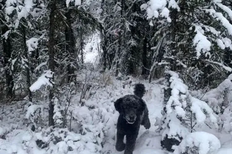 Încă o iluzie optică devine virală pe internet și stârnește dezbateri aprinse în rândul internauților