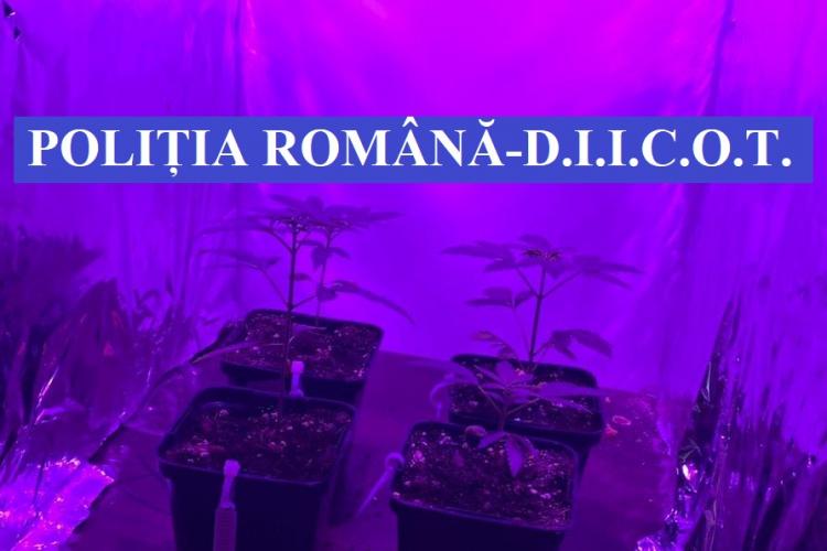 Amfetamina și COCAINA circulă prin poștă la Cluj - FOTO