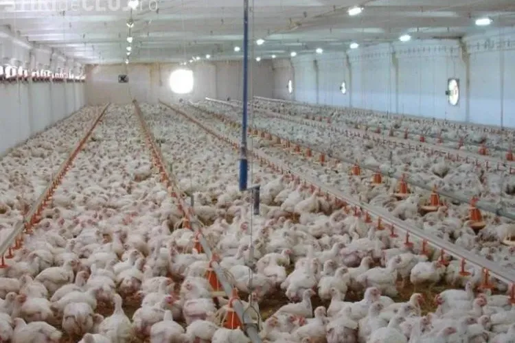 Ferma de pui din Florești s-a vândut cu o avere! Ce lanț de supermarketuri a cumpărat terenul