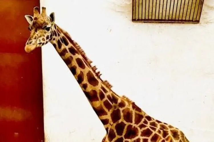 Cum a murit singura girafă care exista în grădinile zoologice din România?