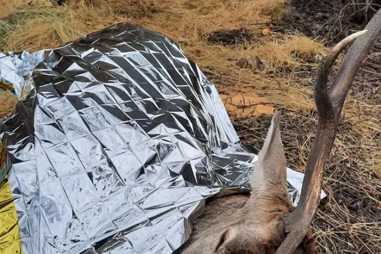 Cerb falnic salvat de două două jandarmerițe. Avea piciorul rupt - FOTO   