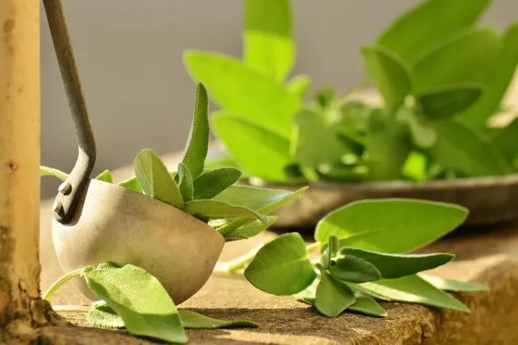 Plante pentru digestie ușoară! Ce plante îți asigură o digestie rapidă   