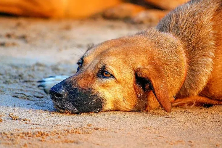 Poliția Animalelor este operațională! Cruzimea față de animale va fi pedepsită cu ÎNCHISOAREA