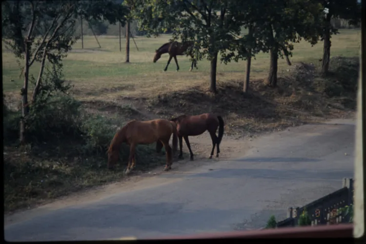 Imagini extraordinare de pe Cetățuie, din 1991. Vacile pășteau în actualul parc din apropiere de hotel - FOTO