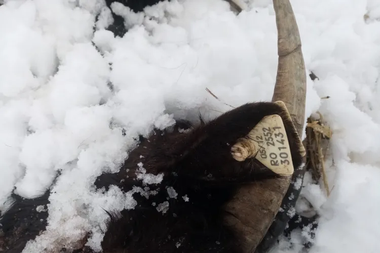 Oi moarte de sete și foame lângă Cluj-Napoca. Așa arată o fermă adevărată - VIDEO