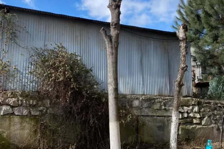 Toaletare de arbori pe strada Venus, în Gheorgheni. Mai mare bătaia de joc - FOTO