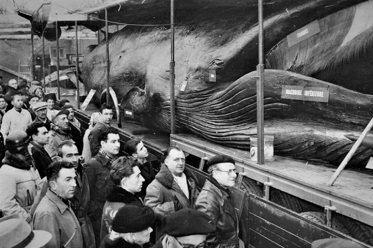 Balena Goliat a fost expusă și la Cluj în 1964. Evenimentul a marcat o generație: A fost în Piața Mihai Viteazu, într-un cort - FOTO