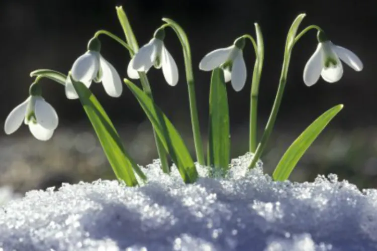 METEO. Vine primăvara! Temperaturile cresc săptămâna viitoare