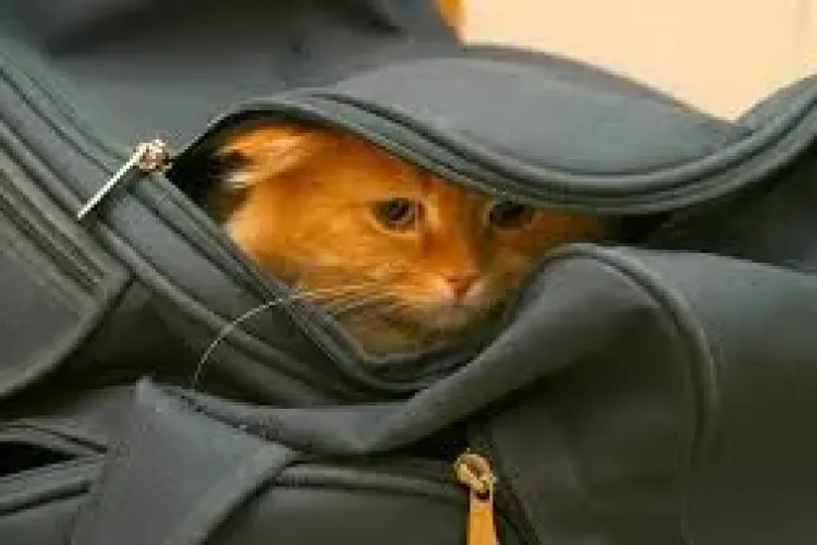 Un adolescent din Cluj, care și-a omorât pisica, a fost dat pe mâna poliției chiar de tatăl lui