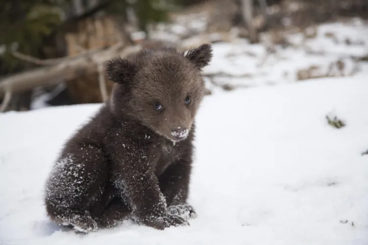 Ministrul Mediului: „Nu se știe ce s-a întâmplat cu puii de urs. Poate au fost îngropați”