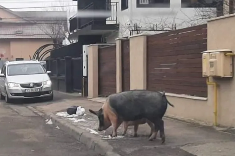 Clujul e oraș pet friendly! Porci liberi pe o stradă din Cluj-Napoca - FOTO