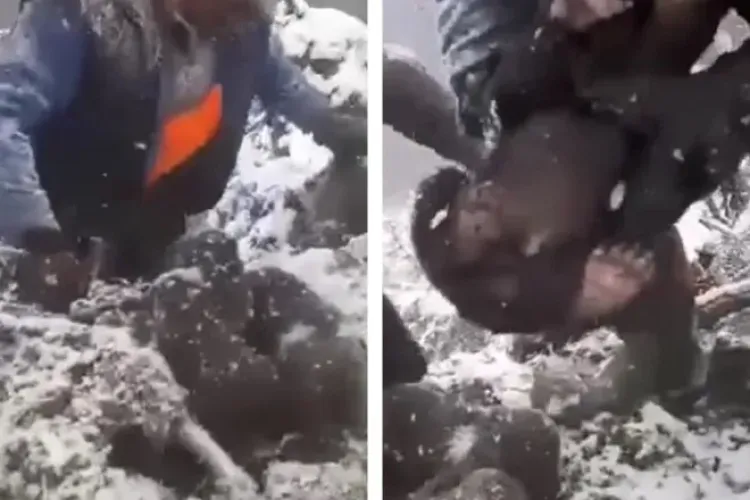 Ce pedepse riscă bărbații ce au scos puii de urs din bârlog?