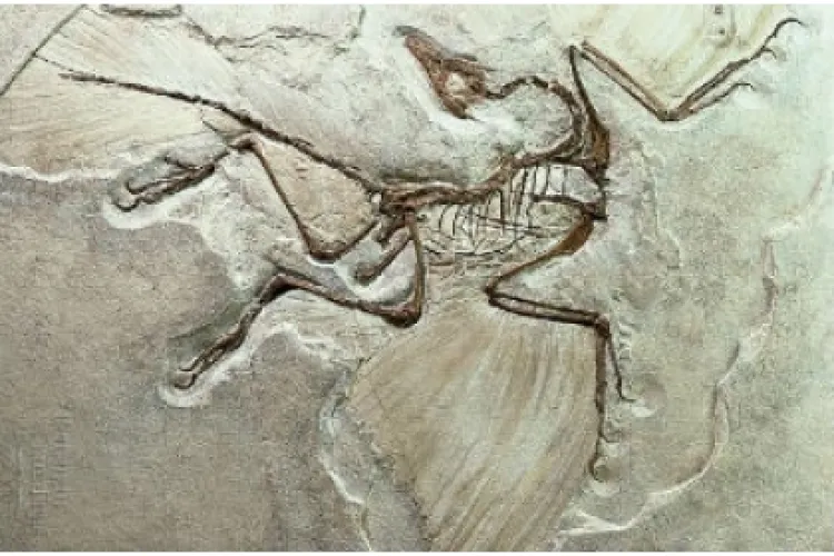 A fost redescoperit un sit unic al dinozaurilor din Transilvania