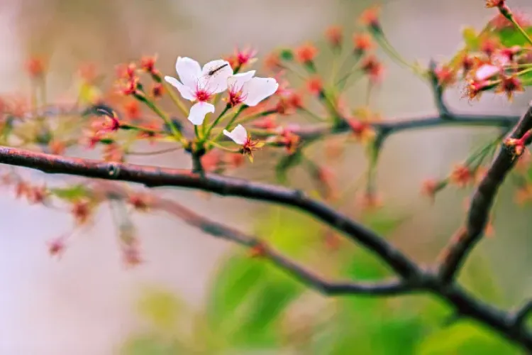 METEO. Vremea se încălzește până pe 6 martie, după care se răcește brusc!