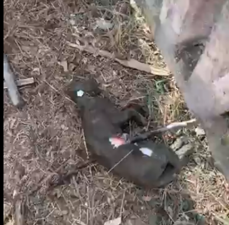 Cluj: Alo? Politia animalelor? S-a gasit o pisica moarta in 