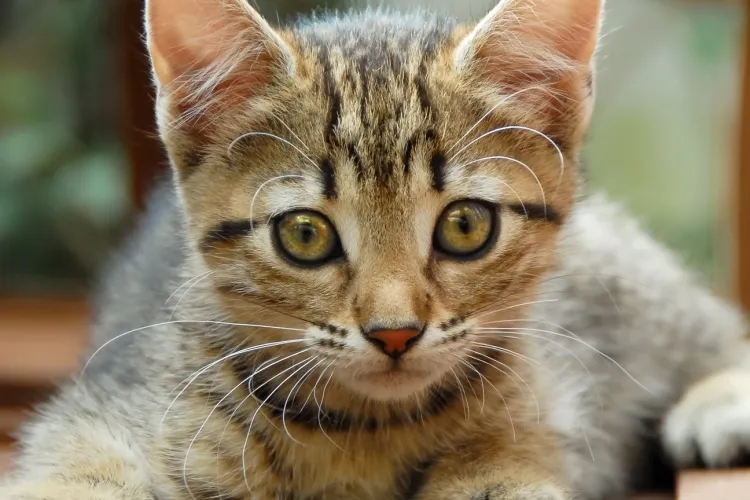 Pisici DECAPITATE în cartierul Mănăștur: „Cel care face așa ceva este clar psihopat”