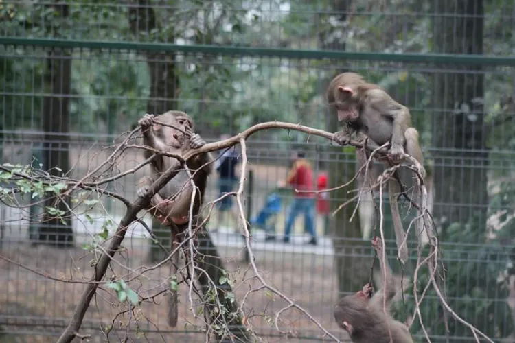 Animalele de la ZOO sunt în pericol. Proiectul PNL care ar permite ca ele să fie vândute pentru sacrificare, vânătoare și circ