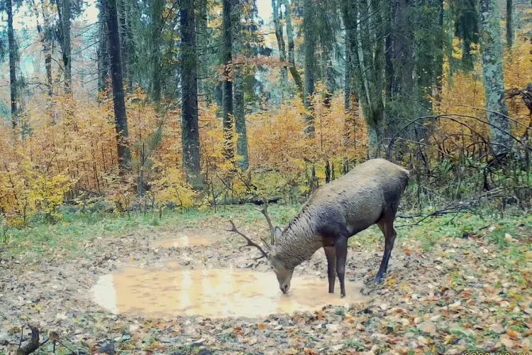 Moment incredibil într-o pădure din Apuseni. Ce a fost zărit pe o cameră de monitorizare 