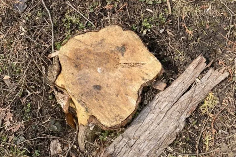 Se taie copacii în Parcul Detunata - FOTO / Dan Tarcea: S-a tăiat un singur copac