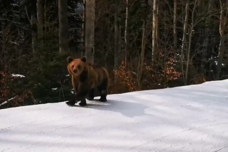 Un urs a fugărit un schior la Predeal! Acesta a făcut un gest eroic și s-a lăsat urmărit de urs - VIDEO