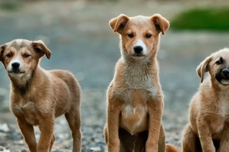 Primăria Florești va asigura sterilizarea animalelor fără stăpân