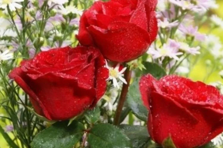 Femeile din PSD Cluj se dezic de cheful de la Beliș de 8 Martie: La Cluj, am dat flori și am organizat o conferință pentru femei   